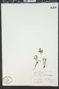 Oxytropis podocarpa image