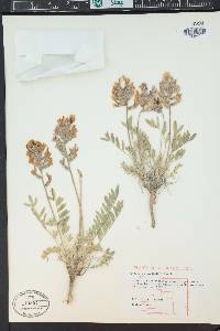 Oxytropis lambertii image