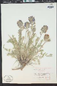 Oxytropis lambertii image