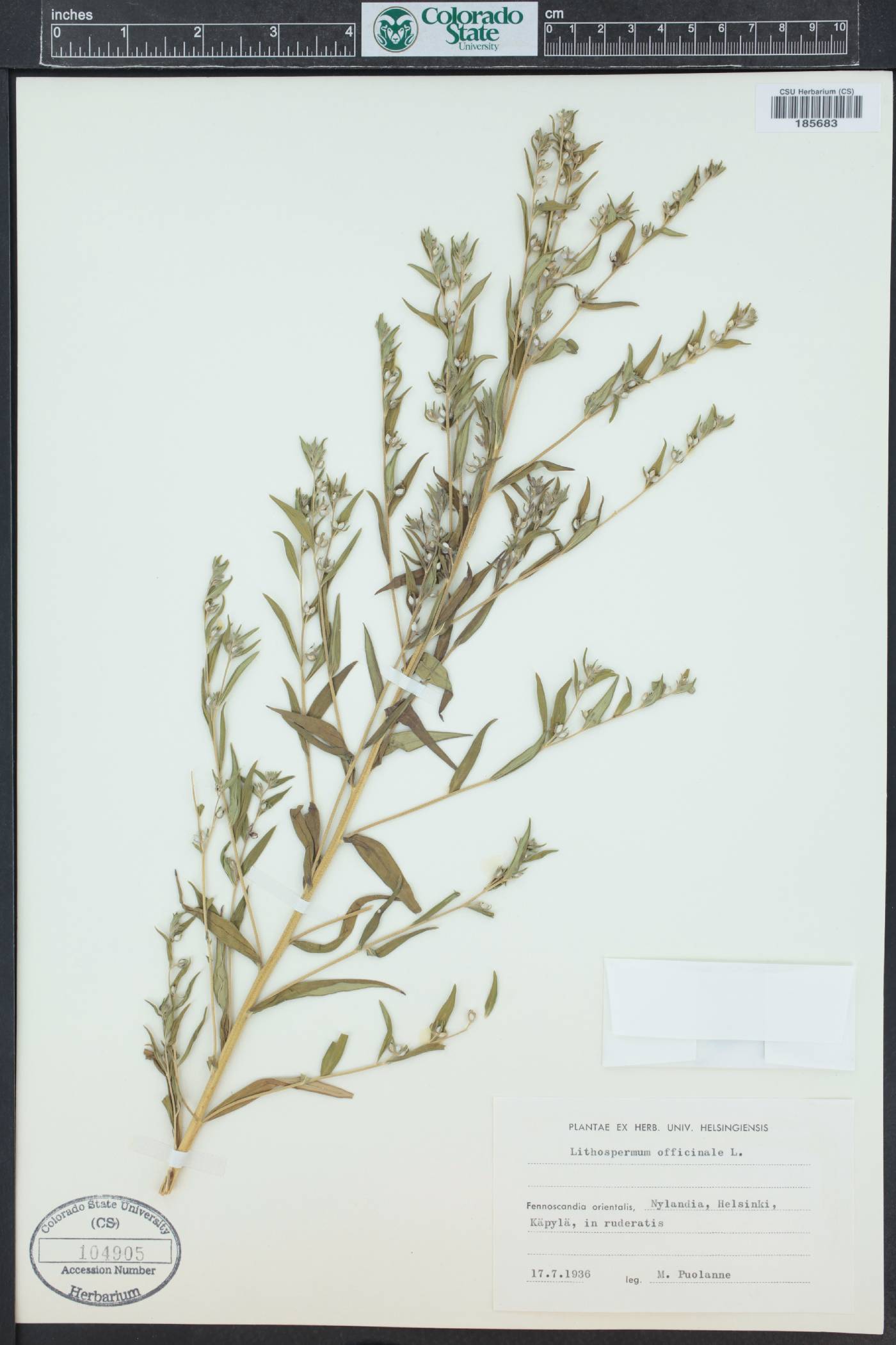 Lithospermum officinale image
