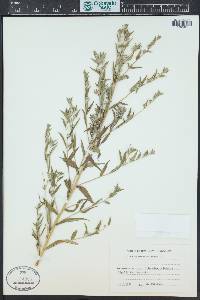 Lithospermum officinale image