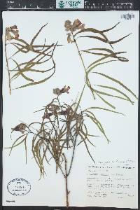 Chilopsis linearis image