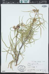 Chilopsis linearis image