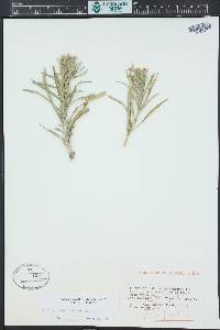 Liatris punctata image