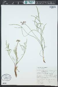 Lomatium nevadense image