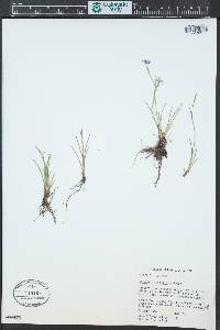 Sisyrinchium demissum image