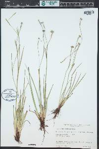 Sisyrinchium demissum image