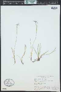 Sisyrinchium demissum image