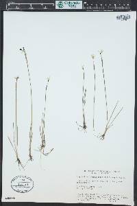 Sisyrinchium longipes image