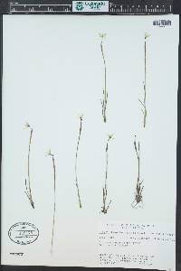 Sisyrinchium longipes image