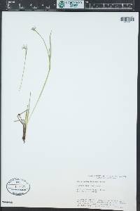 Sisyrinchium demissum image