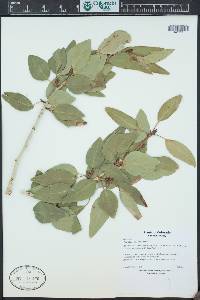 Populus angustifolia image