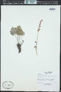 Heuchera parvifolia image