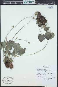 Heuchera parvifolia image