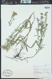 Symphyotrichum ascendens image