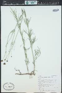 Thelesperma megapotamicum image