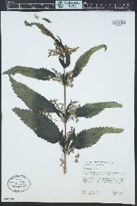 Urtica dioica image