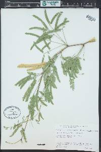 Prosopis velutina image