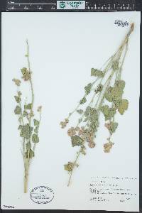 Sphaeralcea parvifolia image