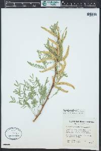 Prosopis glandulosa image