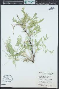 Prosopis velutina image