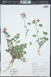 Trifolium hybridum image