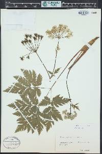 Chaerophyllum hirsutum image