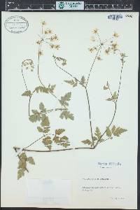 Chaerophyllum temulum image