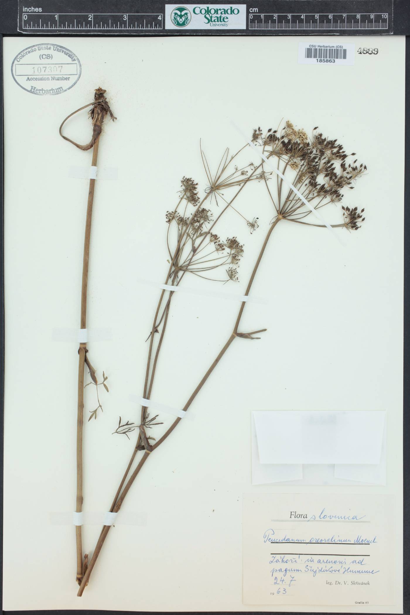 Peucedanum oreoselinum image
