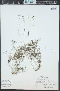 Utricularia minor image