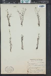 Utricularia striatula image