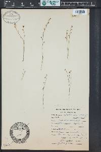 Utricularia bifida image