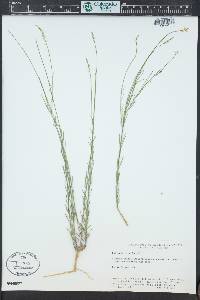 Polygala alba image