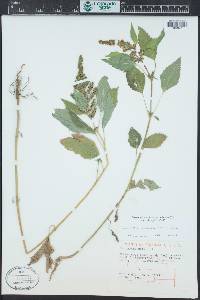 Cyclachaena xanthiifolia image