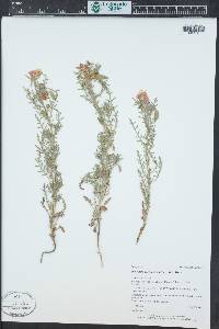 Oenothera coronopifolia image