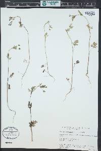 Chaerophyllum procumbens image