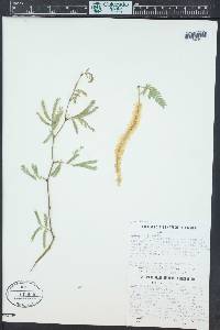 Prosopis pallida image