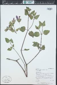 Mirabilis multiflora image