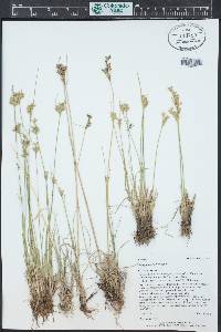 Juncus interior image