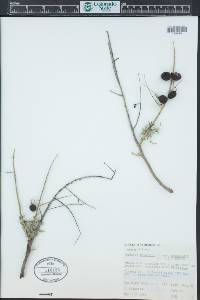 Sapindus saponaria var. drummondii image