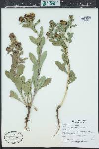 Grindelia subalpina image