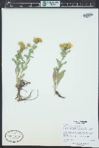 Grindelia subalpina image