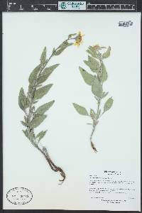 Helianthus pumilus image