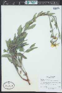 Helianthus pumilus image