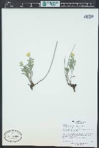 Heterotheca villosa var. minor image
