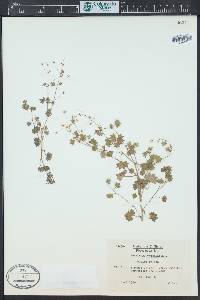 Saxifraga cymbalaria image