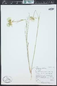 Calochortus gunnisonii image