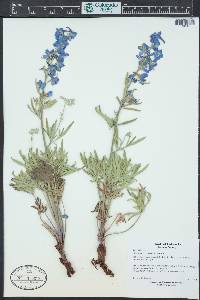 Delphinium geyeri image