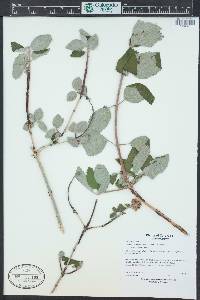Jamesia americana image