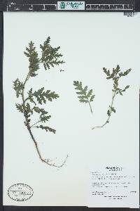 Phacelia denticulata image